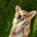 «Once upon a dog»: Φιλοζωϊκή παράσταση στο Λόφο Πανί