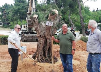 Τρεις αιωνόβιες ελιές ομορφαίνουν πλέον τον Δήμο