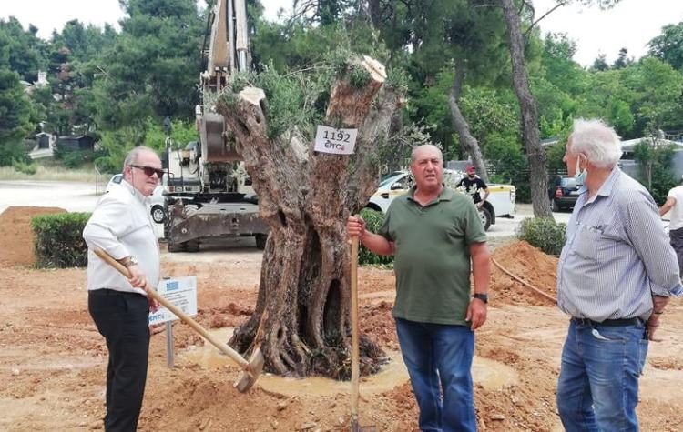 Τρεις αιωνόβιες ελιές ομορφαίνουν πλέον τον Δήμο