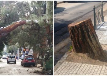 «Φρένο» από τον Δήμο στην αυθαίρετη καταστροφή δέντρων και στο βάθος… πρόστιμα
