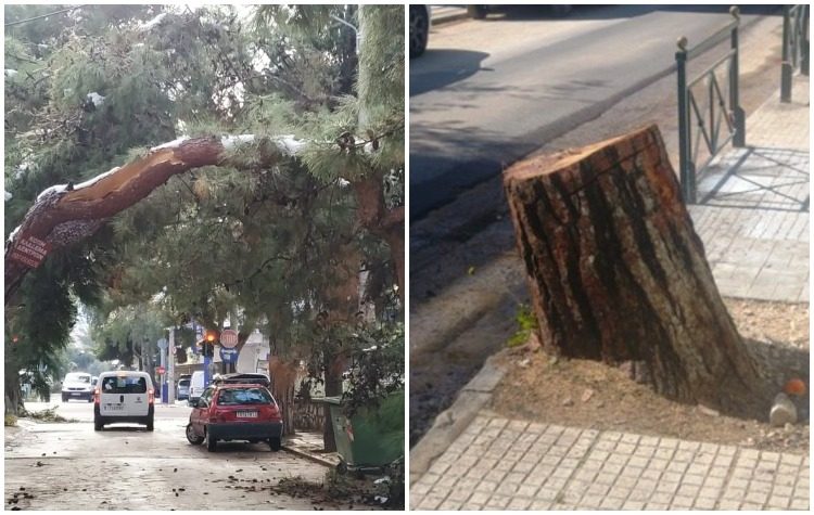 «Φρένο» από τον Δήμο στην αυθαίρετη καταστροφή δέντρων και στο βάθος… πρόστιμα