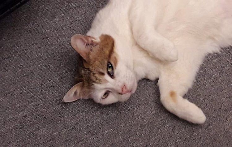 Η υπέροχη Λίλυ κινδυνεύει να βρεθεί στο δρομό