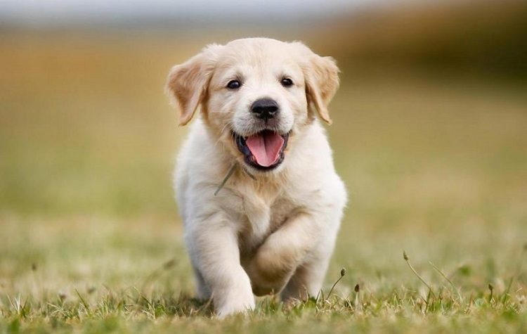 Όλη η αλήθεια για την περισυλλογή σκύλων από το Κ.Υ. Νέας Μάκρης