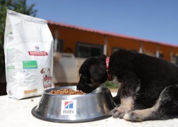 Δήμος Αμαρουσίου: Δωρεάν διανομή ζωοτροφών για τα αδέσποτα