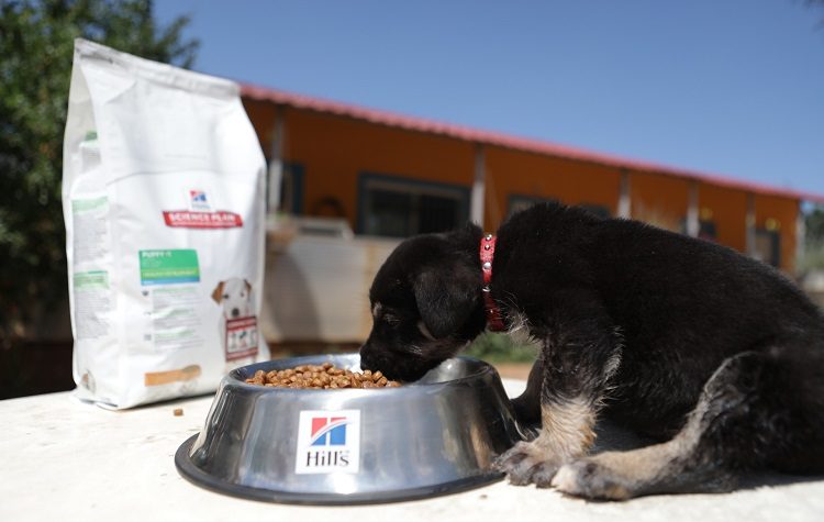 Δήμος Αμαρουσίου: Δωρεάν διανομή ζωοτροφών για τα αδέσποτα
