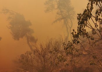 Σε ύφεση η φωτιά στη Σταμάτα - Χαρδαλιάς: «Δεν υπάρχουν ενεργά μέτωπα- Έγιναν 4 προσαγωγές»