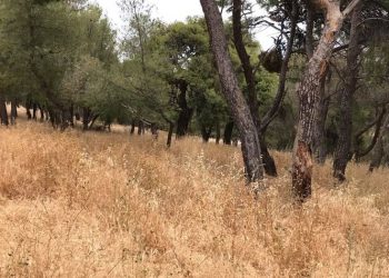 Συμμαχία Πολιτών: «Αδιαφάνεια στο Δήμο και με τις προσλήψεις εργαζομένων»