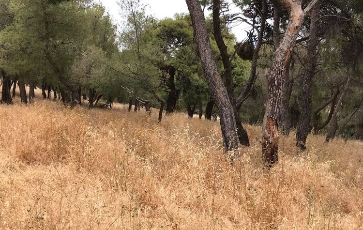 Συμμαχία Πολιτών: «Αδιαφάνεια στο Δήμο και με τις προσλήψεις εργαζομένων»