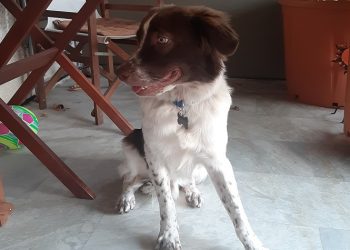 Ένα σπιτάκι για τον Rafy!