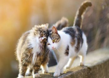 Πρωτοβουλία διαλόγου για το ζήτημα των αδέσποτων γατών από τον Δήμο