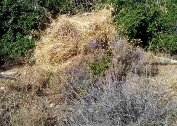 Απομακρύνθηκαν στοίβες ξερών κλαδιών σε δασική έκταση