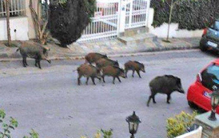 Περιφέρεια Αττικής: «Υπέρ της μετακίνησης των αγριόχοιρων από τον αστικό ιστό, όχι στη θανάτωσή τους»