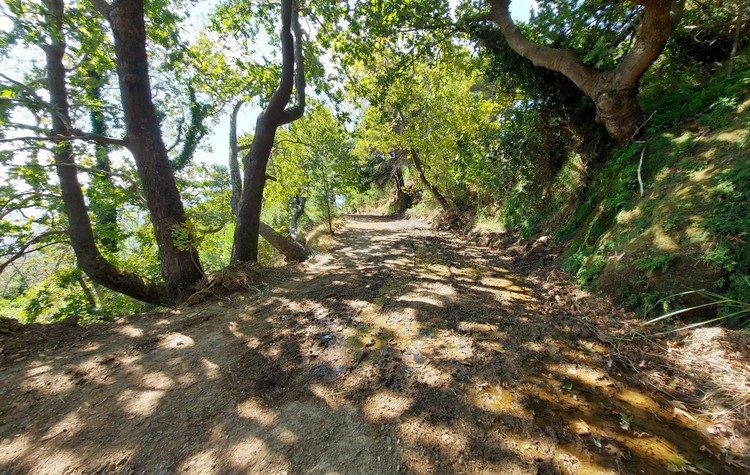 Συνεχίζονται οι εργασίες συντήρησης και αποκατάστασης δασικών δρόμων από τον ΣΠΑΠ