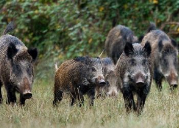 Δήμος: Ικανοποίηση για την αναστολή της δράσης δίωξης αγριόχοιρων