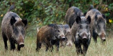 Δήμος: Ικανοποίηση για την αναστολή της δράσης δίωξης αγριόχοιρων