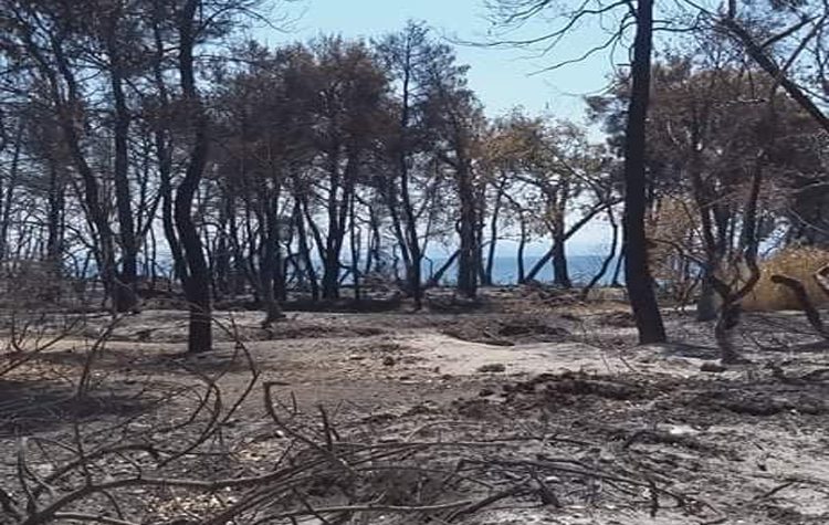 Καταστράφηκε προσκοπική κατασκήνωση της πόλης στις Ροβιές