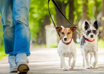 Συντροφιά για βόλτα αναζητούν τα αδέσποτα του Δήμου Κηφισιάς