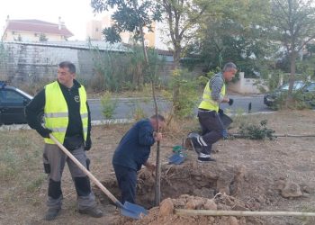 Kαθαριότητα, φυτεύσεις, συντήρηση πρασίνου και επισκευές στο Μαρούσι
