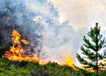 Πυρκαγιές: Η επόμενη μέρα