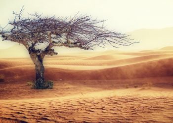 «Ευρωπαϊκή Εβδομάδα Τοπικής Δημοκρατίας» στον Δήμο με δράσεις για το περιβάλλον