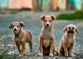 Προμήθεια και διανομή 6 τόνων τροφής για τα αδέσποτα από τον Δήμο Παλλήνης