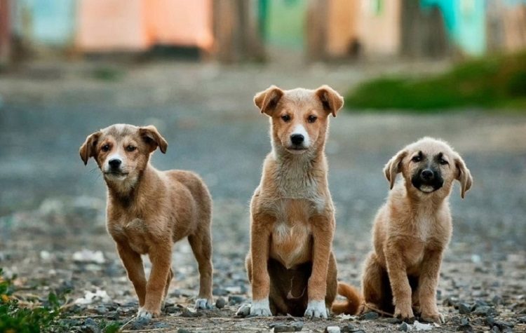 Προμήθεια και διανομή 6 τόνων τροφής για τα αδέσποτα από τον Δήμο Παλλήνης