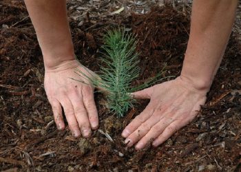 Δενδροφύτευση στο Πάρκο Φραγκοκλησιάς & Πεντέλης, την Κυριακή 5 Δεκεμβρίου
