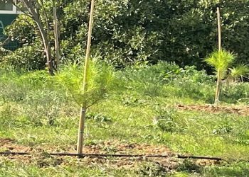 Νέες δενδροφυτεύσεις στο Δασικό Πάρκο Εργάνης