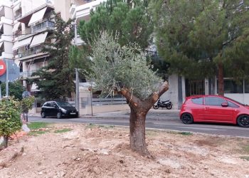 Μεταφυτεύθηκαν έξι συνολικά αιωνόβιες ελιές στο Δήμο