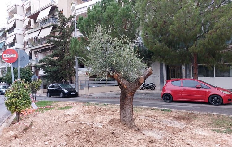 Μεταφυτεύθηκαν έξι συνολικά αιωνόβιες ελιές στο Δήμο