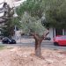 Μεταφυτεύθηκαν έξι συνολικά αιωνόβιες ελιές στο Δήμο