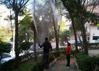 Ξεκίνησαν οι ψεκασμοί πεύκων για την καταπολέμηση της πιτυοκάμπης