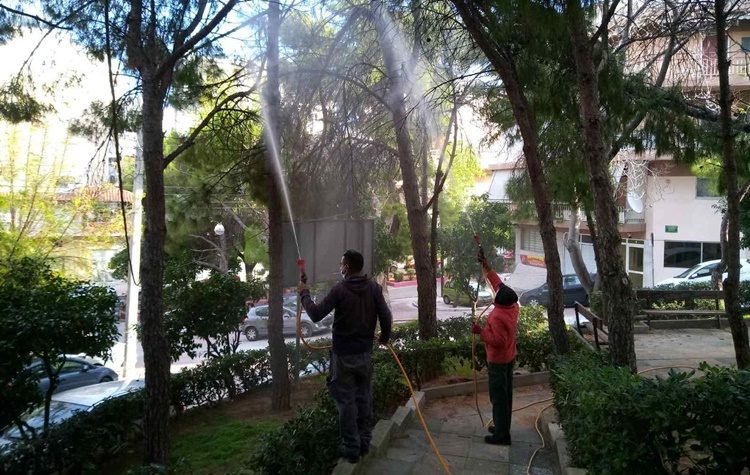 Ξεκίνησαν οι ψεκασμοί πεύκων για την καταπολέμηση της πιτυοκάμπης