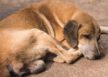 Πρωτοβουλία αγάπης για αδέσποτα ζώα από τον Δήμο Παπάγου-Χολαργού