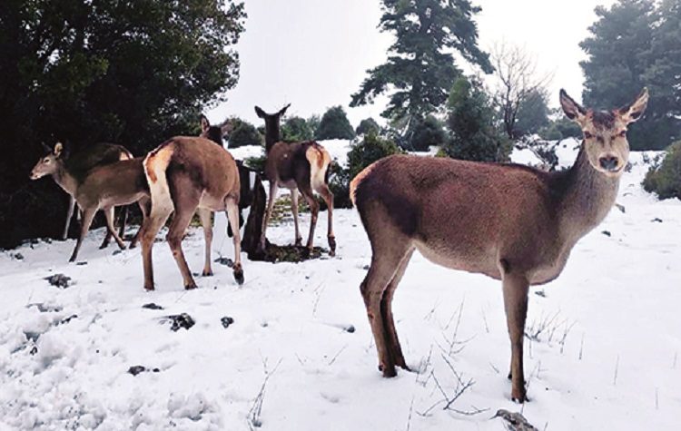 Χειμώνας: Λευκά Χριστούγεννα