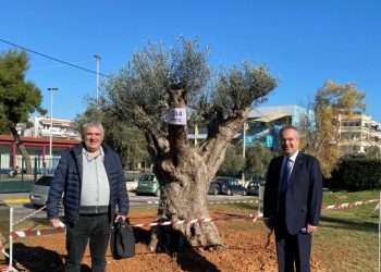 Ελιά 300 ετών στον περίβολο του Δημαρχείου (Εικόνες)