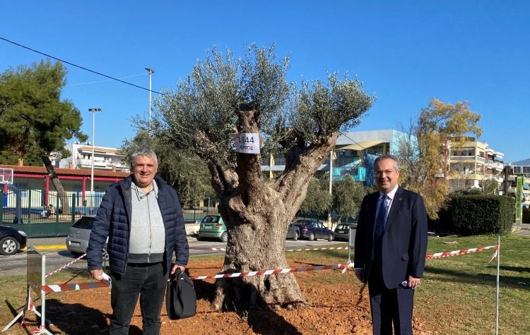 Ελιά 300 ετών στον περίβολο του Δημαρχείου (Εικόνες)