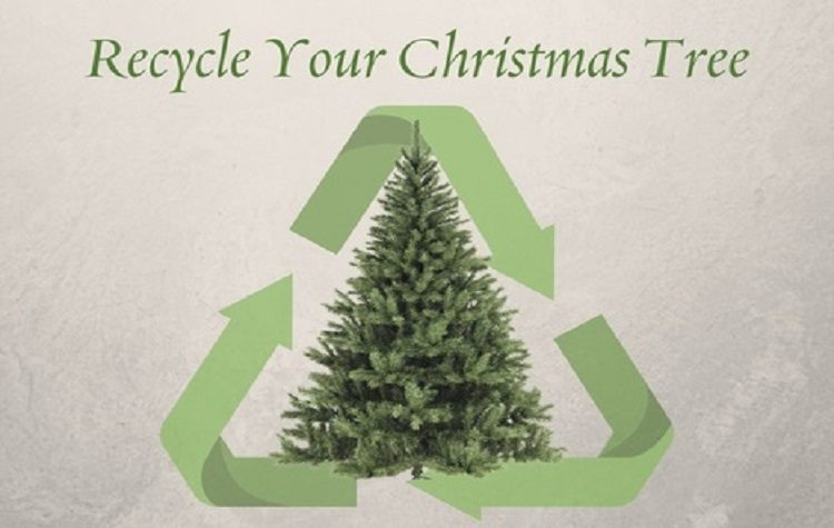 Υπηρεσία oγκωδών: Χωριστή η συλλογή των φυσικών χριστουγεννιάτικων δέντρων