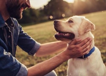 Υποχρεώσεις ιδιοκτητών και αναδόχων ζώων συντροφιάς του Δήμου Μαραθώνος