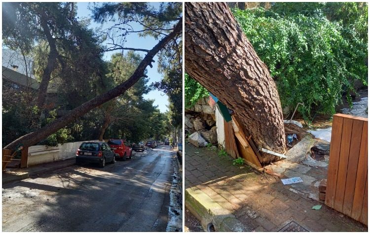 Υπό κατάρρευση δέντρο στην οδό Σχολείου κοντά σε δύο μονάδες της πόλης
