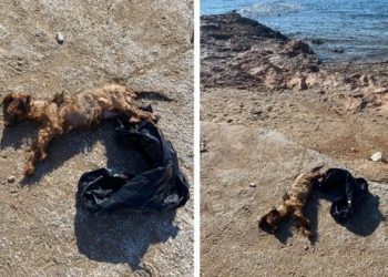 Βρέθηκε σκυλάκι σε δεμένη σακούλα μέσα στη θάλασσα