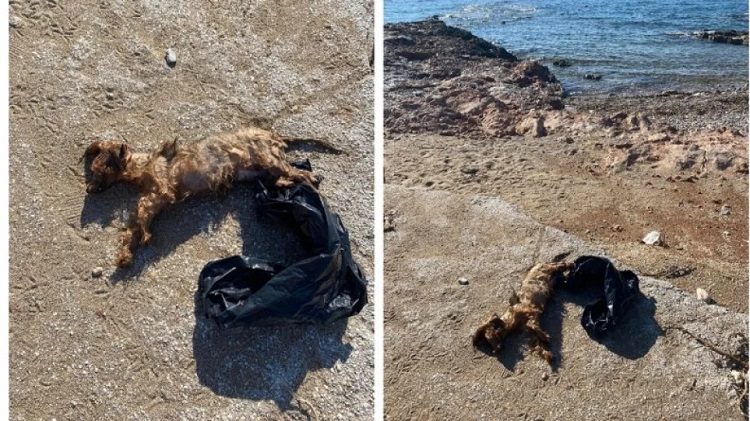 Βρέθηκε σκυλάκι σε δεμένη σακούλα μέσα στη θάλασσα