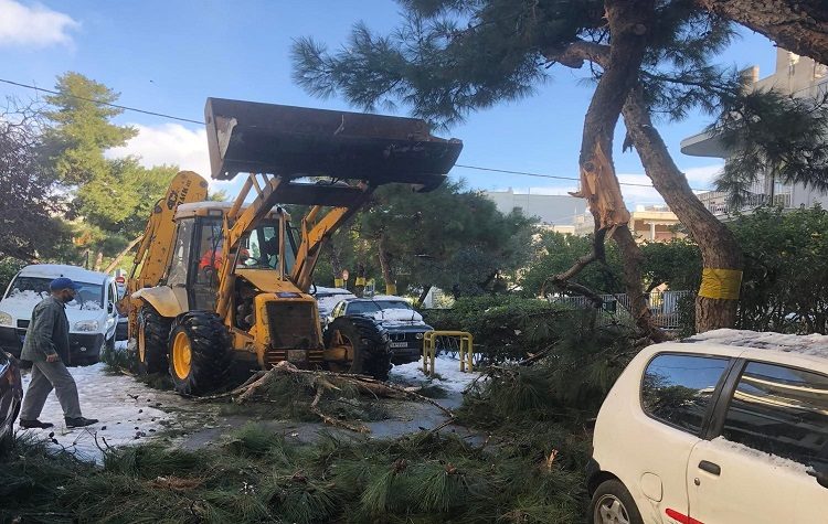 Π. Φάληρο: Αίτηση για αποζημίωση οχημάτων από πτώση δέντρων