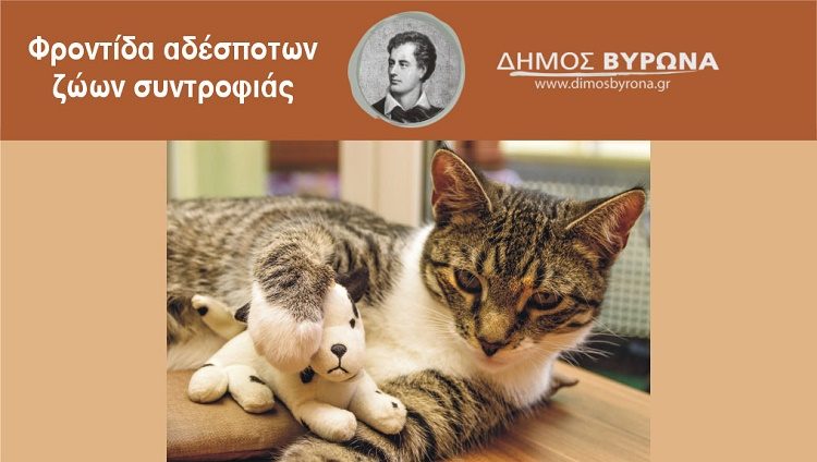 Ζητούν σπίτι τα γατάκια που διέσωσε το Τμήμα Αστικής Πανίδας