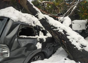 Δήμος Φιλοθέης - Ψυχικού: Καταβάλει αποζημιώσεις για υλικές ζημιές από πτώσεις δέντρων
