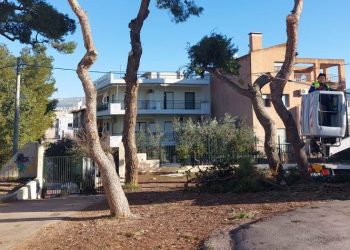 Μεγάλη απώλεια πρασίνου στο 9ο Δημοτικό Σχολείο - Προγραμματίζεται δενδροφύτευση