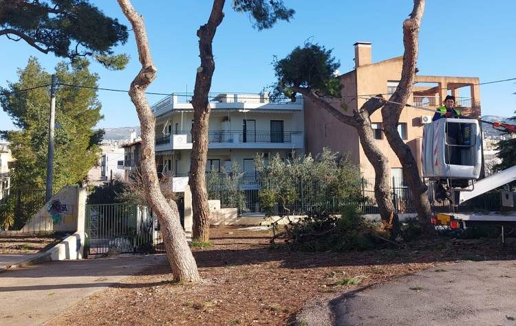 Μεγάλη απώλεια πρασίνου στο 9ο Δημοτικό Σχολείο - Προγραμματίζεται δενδροφύτευση