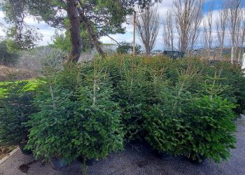 Δώδεκα έλατα από τον ΣΠΑΠ για να πρασινίσει η Κηφισιά