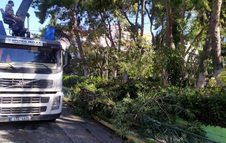 Τεράστια η απώλεια πρασίνου λόγω χιονιά - Οι ενέργειες του Δήμου