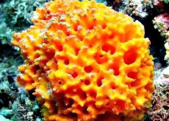 Επιστήμη: Ο θαλάσσιος θησαυρός της ζωής μας!